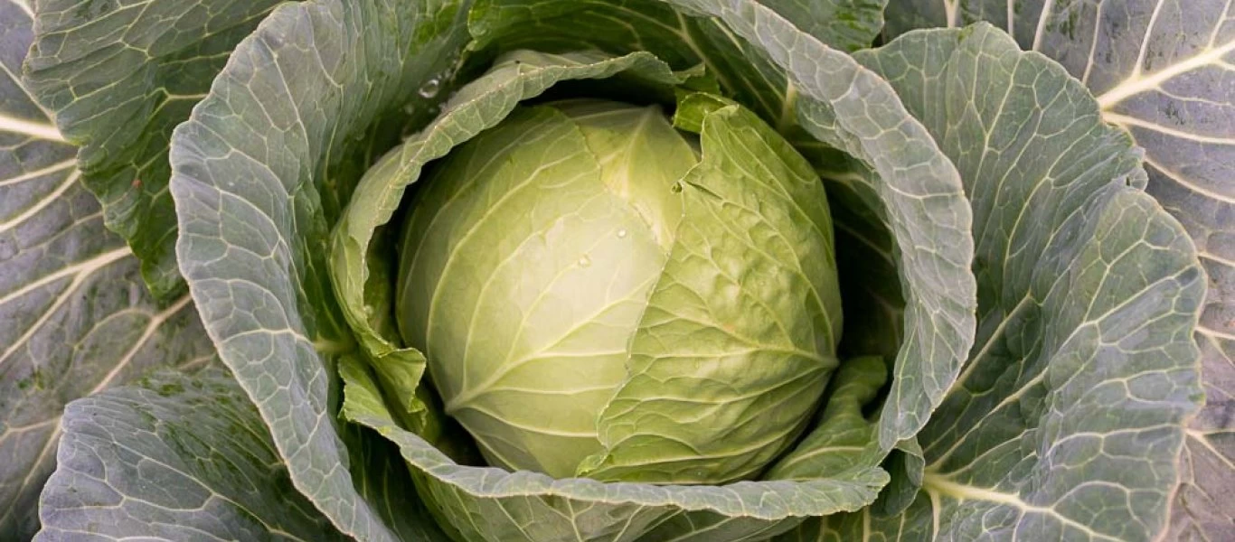 Λάχανο: Tέσσερα σημαντικά οφέλη για την υγεία σας που σίγουρα δεν γνωρίζατε